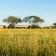 Serengeti Explore Safari Adventures