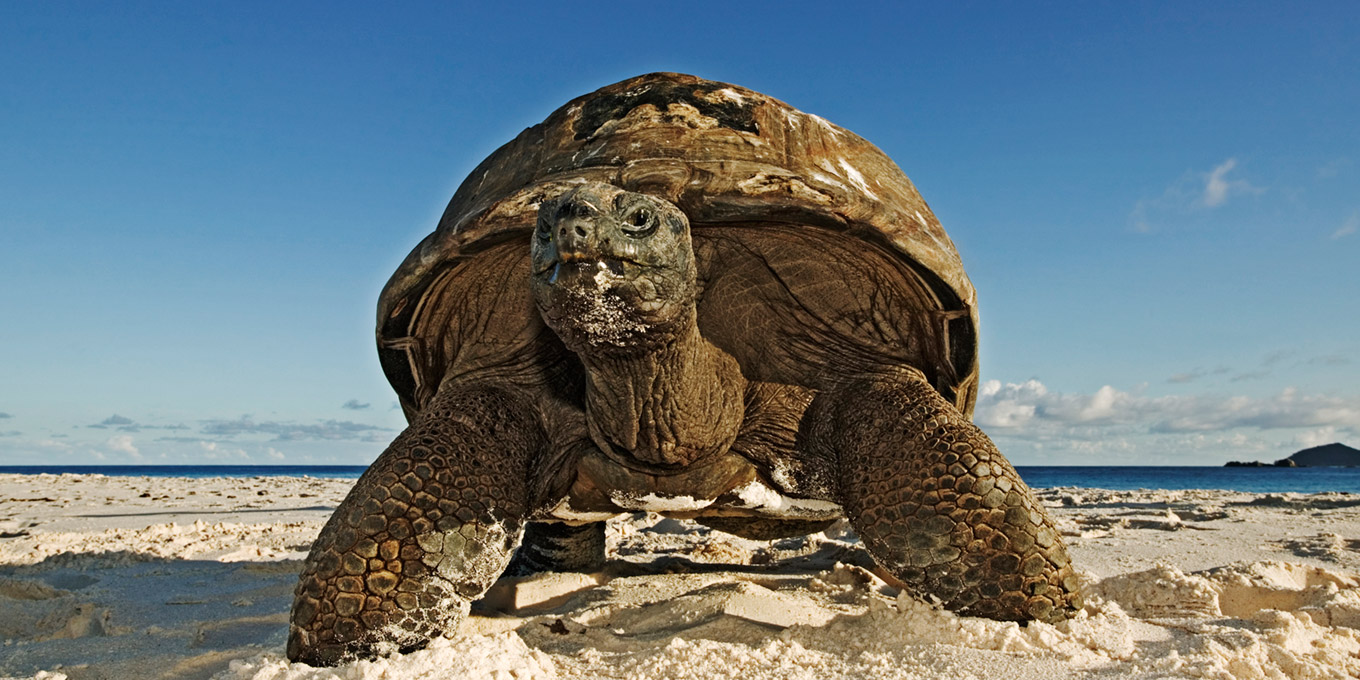 Wildlife Conservation at Cousine Island