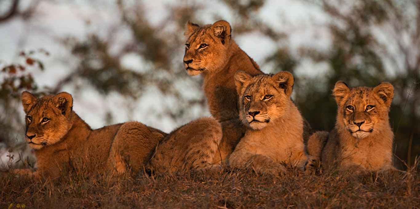 Pride of Lions in the Bush in Sabi Sand