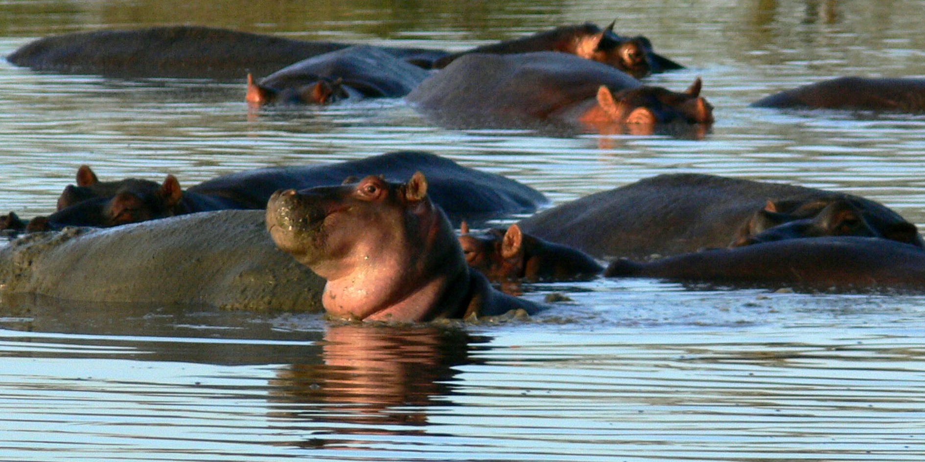 Hippo Pod in Maasai Mara River
