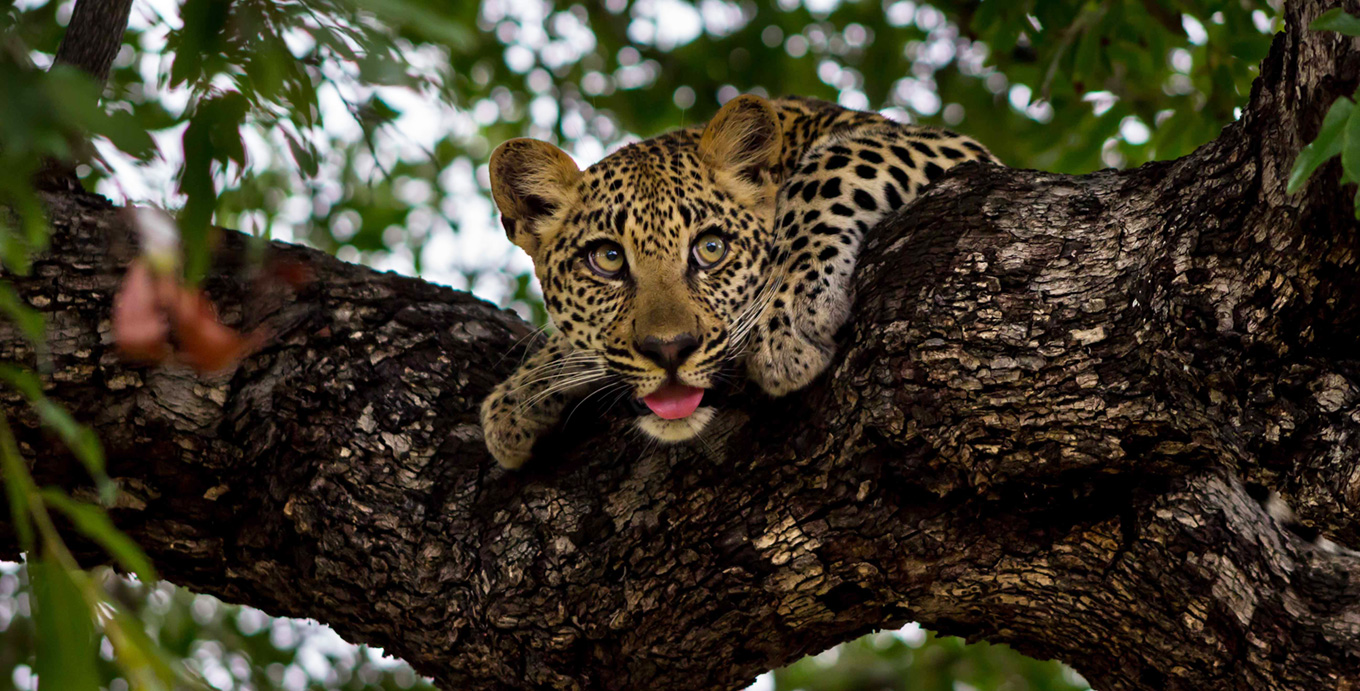 Ulusaba Sabi Sand Leopard on a Tree Branch