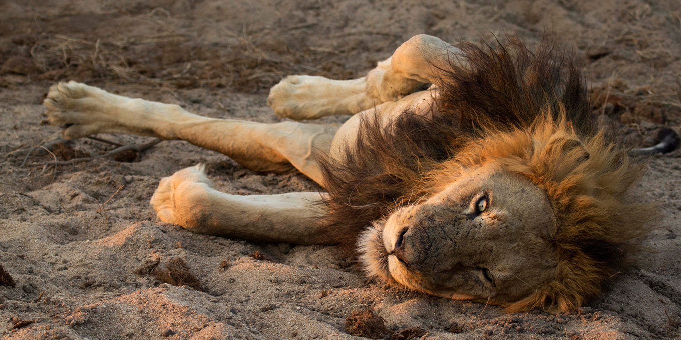 Lion Resting at Ulusaba
